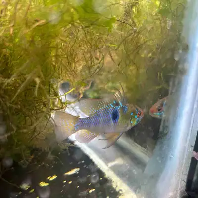 Male Blue German Ram cichlid , View more