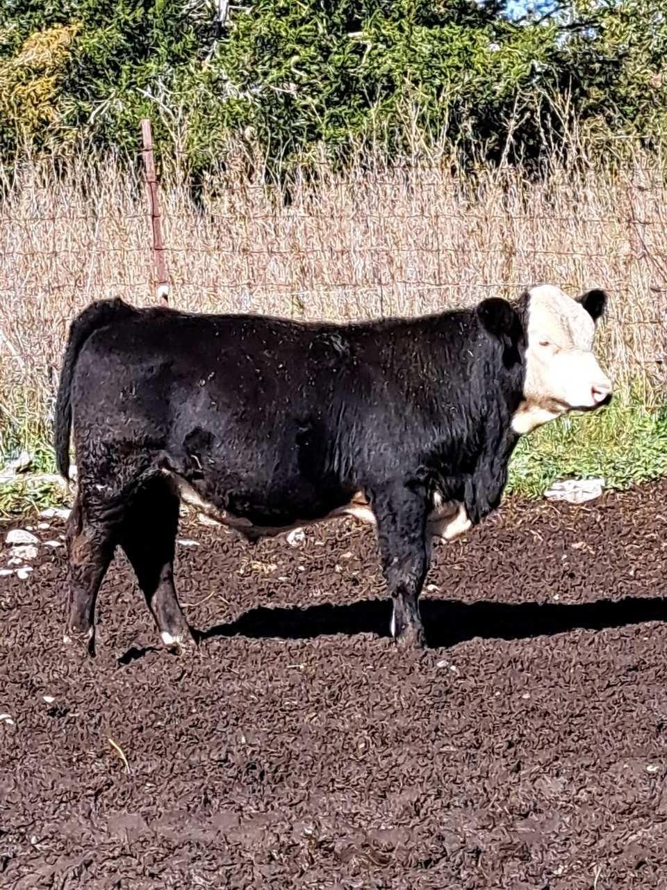 Simmental Bull | Livestock | Kingston | Free local classifieds - Kijiji