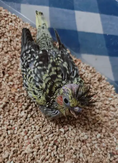 Cockatiel Baby for sale handfeeding, View more