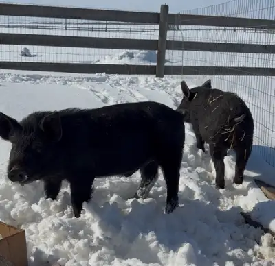 Pigs 4+ months , View more