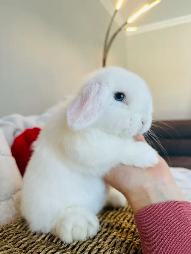 lapins-nain bélier hollandais mâles in Small Animals for Rehoming in Laval / North Shore - Image 5