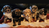  F1B Med Aussiedoodle doodles wait list for May available 