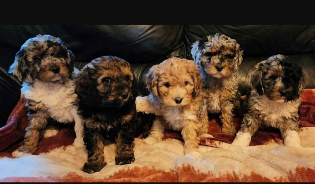  F1B Med Aussiedoodle doodles available, list for May available  in Dogs & Puppies for Rehoming in Saint John