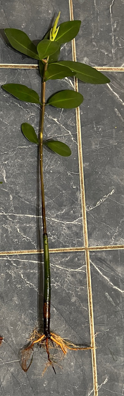 Super Large size Mangrove - salt/freshwater - best available in Livestock in City of Toronto - Image 2