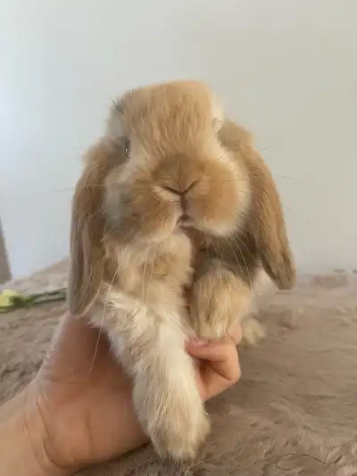 Bébé lapin bélier hollandais | Holland lop baby bunny male, View more