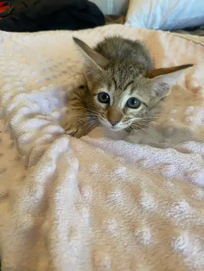 Wonderful Puppy Savannah Cat 750$, View more