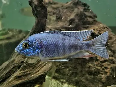Show quality young male peacocks and haps 2.5""4", View more