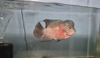 Large Flowerhorn, View more