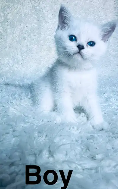 British shorthair kittens READY to go, View more
