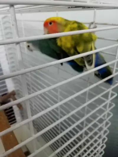Lovebird pair with cage, the cage came to me damaged, I fixed it up with duct tape. Will throw in fo...