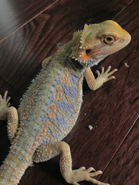 Young Female bearded dragon 