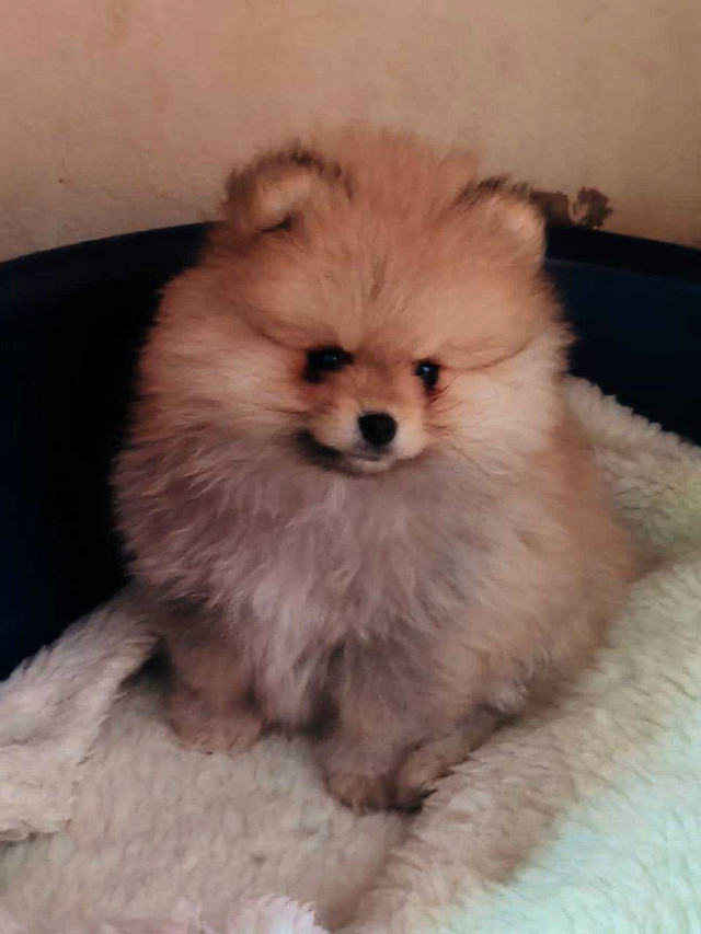 Orange and cream male 2 months old in Dogs & Puppies for Rehoming in Markham / York Region