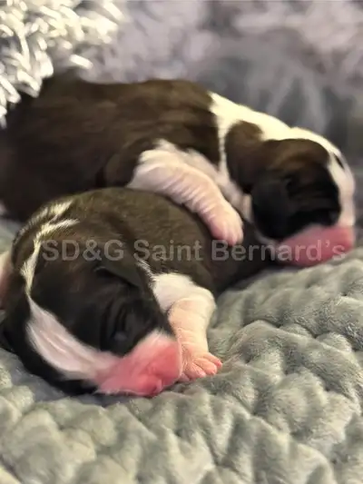 Saint Bernard Puppies, View more