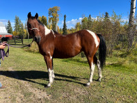 Shyla 18 year old mare 