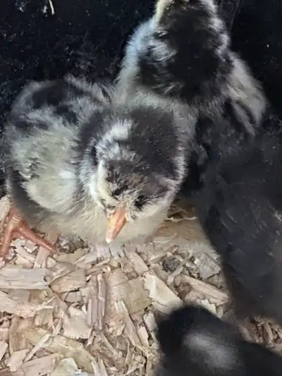 Purebred Silver Laced Wyandottes, View more