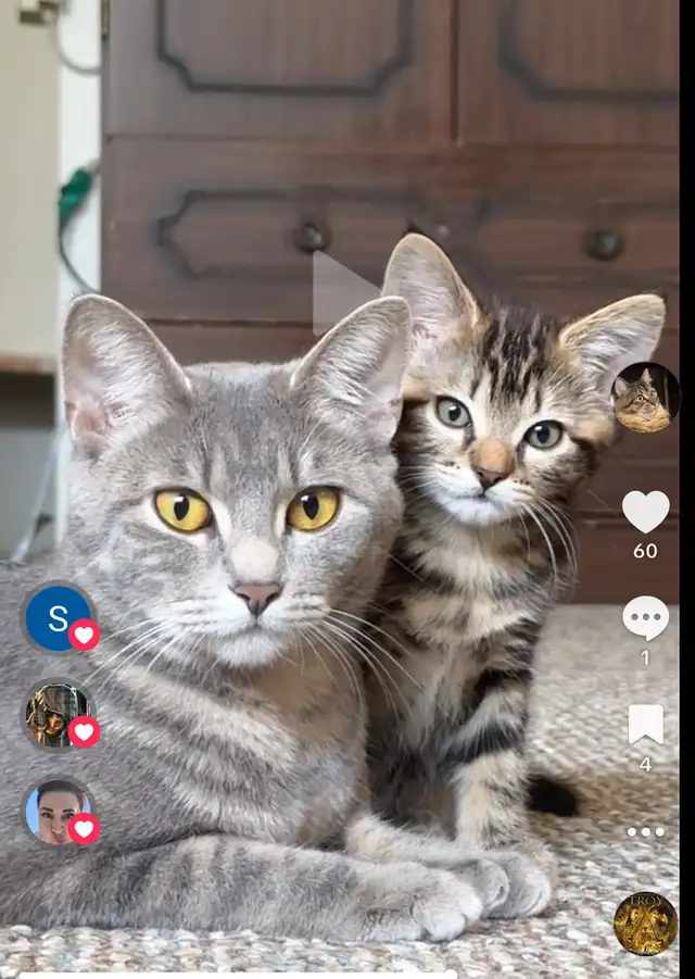 Kittens Russian x siberian Crossbreed mid  Hair Grey Kittens 2