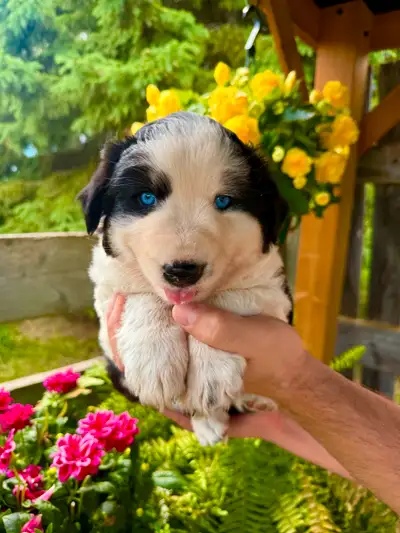 Miniature Bernese Aussie x Golden Retriever Pup, View more