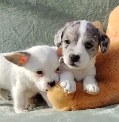 Froodle Puppies (French Bulldog x Poodle) Price: 1350 Looking for the perfect blend of adorable and...