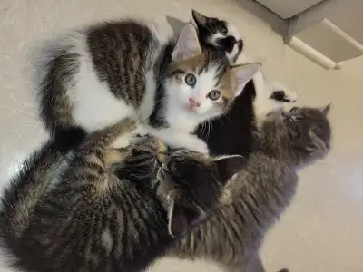 chatons a vendre / Kittens for sale, View more