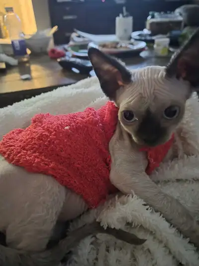 Sphynx Kitten, View more