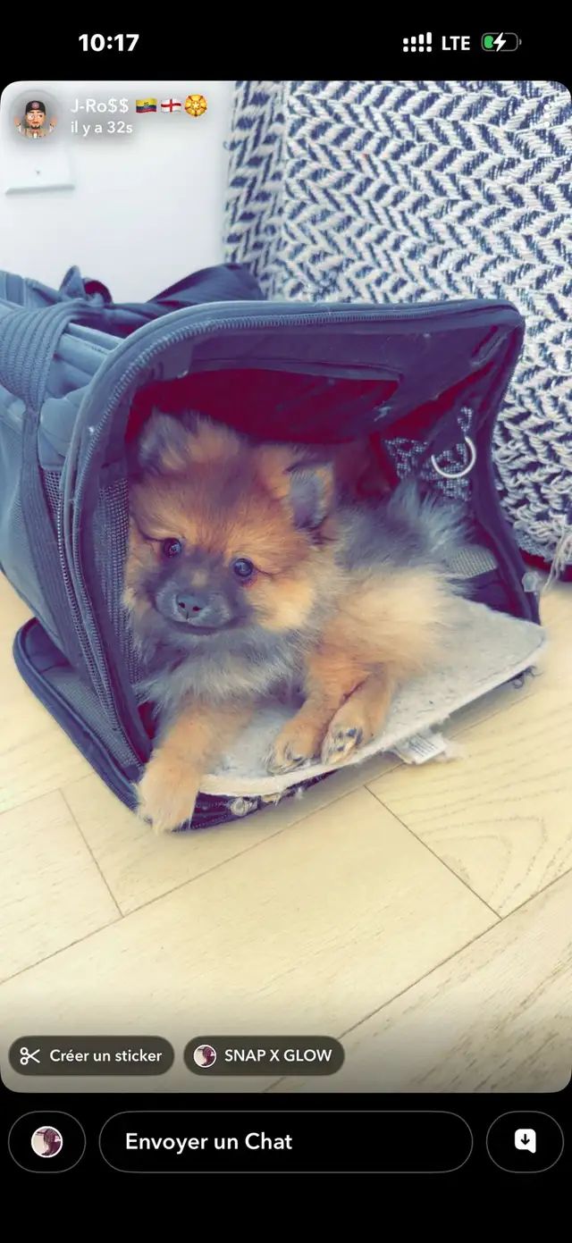 Pomeranian nain in Dogs & Puppies for Rehoming in Longueuil / South Shore - Image 8