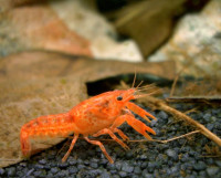 Orange Dwarf Mexican Crayfish for freshwater aquarium