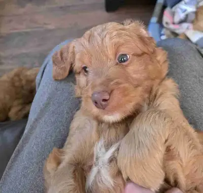 Golden Bernadoodle Pups, View more