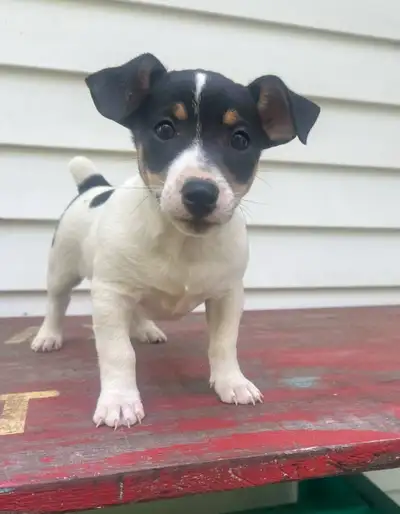 Jack Russell Puppies Please call 289-271-9313, View more