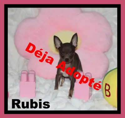VENDU VENDU VENDU #Chihuahua Femelle Rubis chocolat et feu poils court fera 3.5 lb adule .MimiChihua...