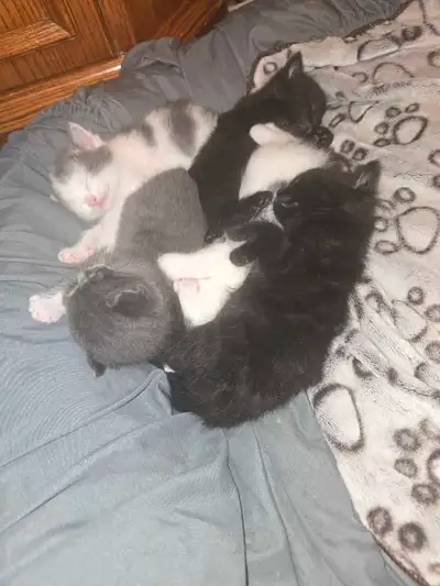 4 kittens for sale, View more