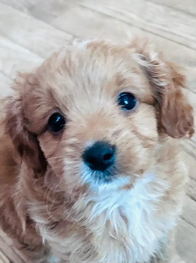 Beautiful Cavapoo Puppies in Dogs & Puppies for Rehoming in Markham / York Region - Image 10