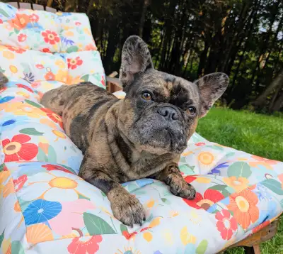 Exotic type french bulldog, View more