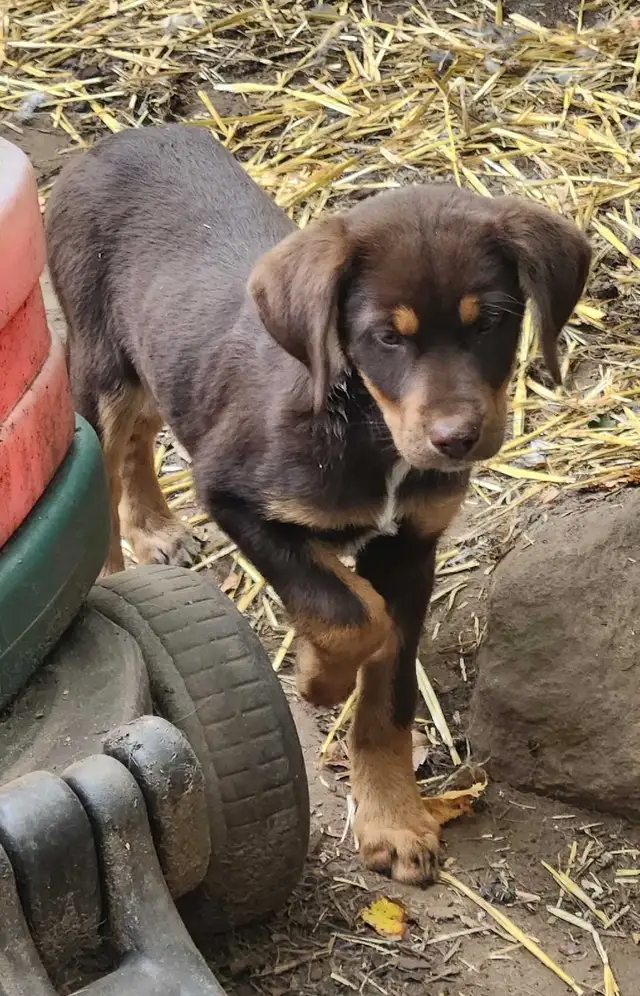 petite femelle Labrador X Berger Australien | Dogs & Puppies for ...