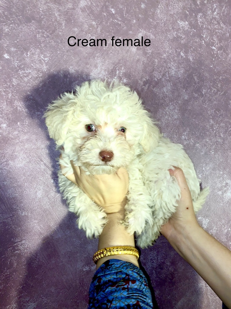 Toy poodle x mini poodle puppies ready to go Dogs & Puppies for