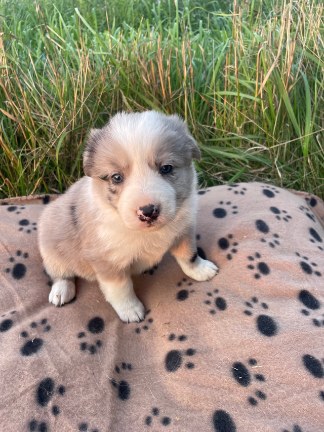 Border Collie Pups /Puppies READY TO GO ! Dogs & Puppies for Rehoming Napanee Kijiji