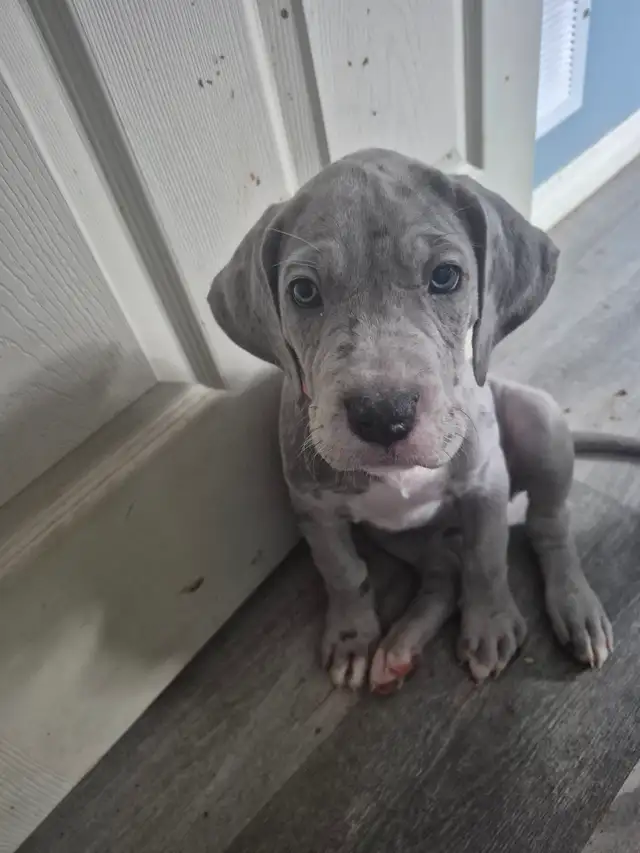 Great Dane Puppies in Dogs & Puppies for Rehoming in Sudbury - Image 8