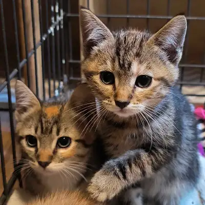 4 adorable kittens, View more