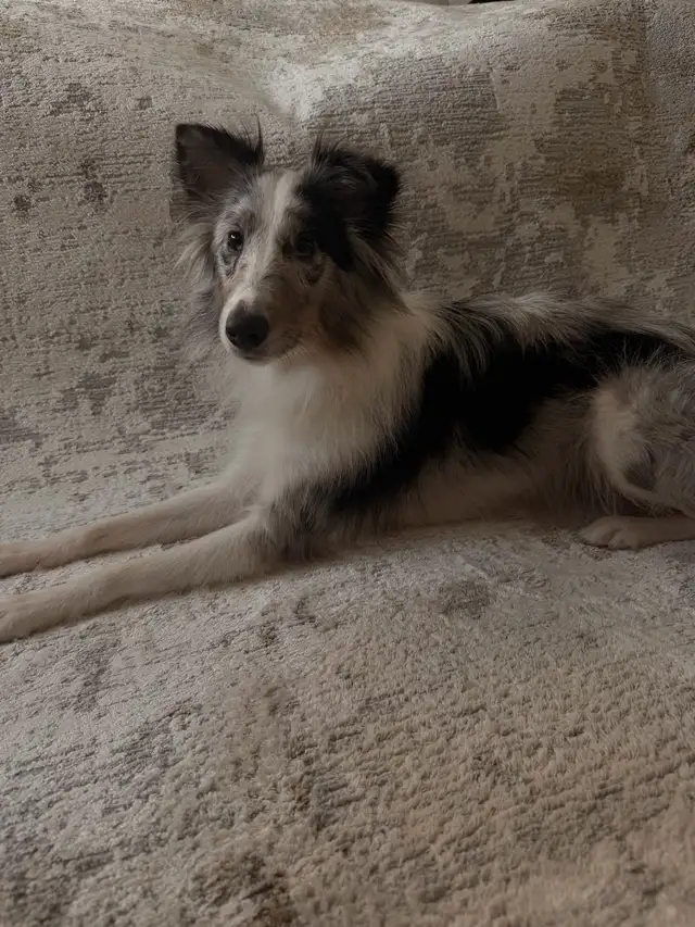 Border colie mix Shetland Sheepdog in Dogs & Puppies for Rehoming in Longueuil / South Shore - Image 3