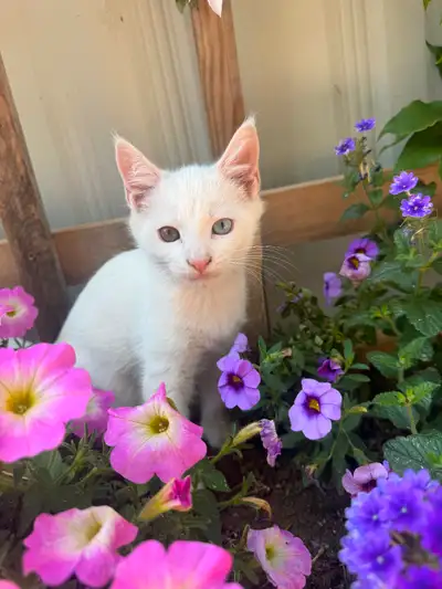Bi colored eyed maincoon mix, View more