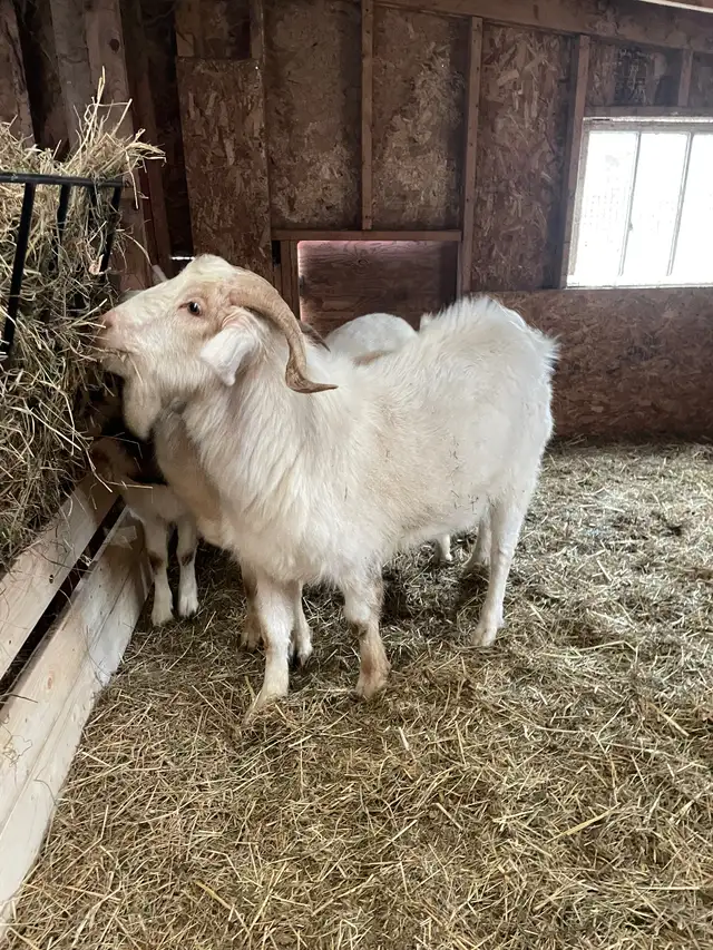 Proven 3 yr old Buck in Livestock in Yarmouth - Image 4