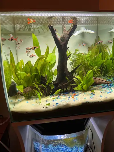 12 Rasboras fish, View more