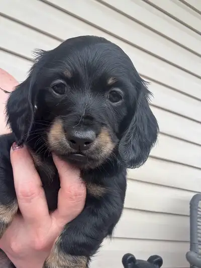 miniature dachshund puppy for sale, View more