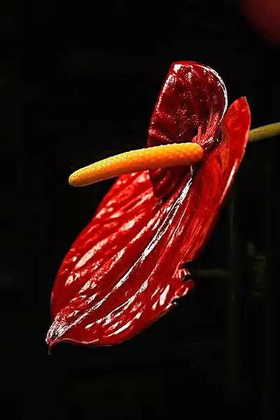 Knead Your Knots, View more