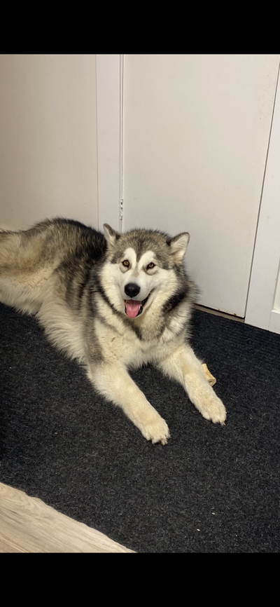 1 Year Old Alaskan Malamute Male, View more