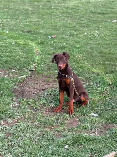 Red Male Doberman puppy ready to GO, View more