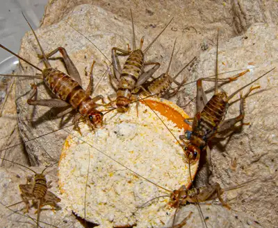Live adult banded crickets 1/2 inch - 50, View more