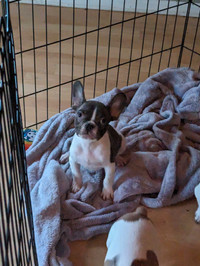 2 standard french bulldog puppies (red/blue pied) 