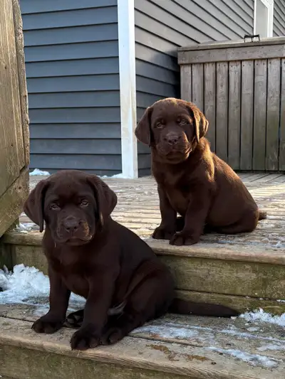 Chocolate Male Labrador Retriever puppy, View more