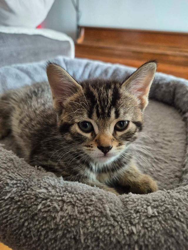 Affectionate Tabby Kittens, Never Bite or Scratch. in Cats & Kittens for Rehoming in City of Toronto - Image 4
