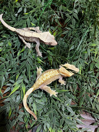 Proven pair of red crested geckos!